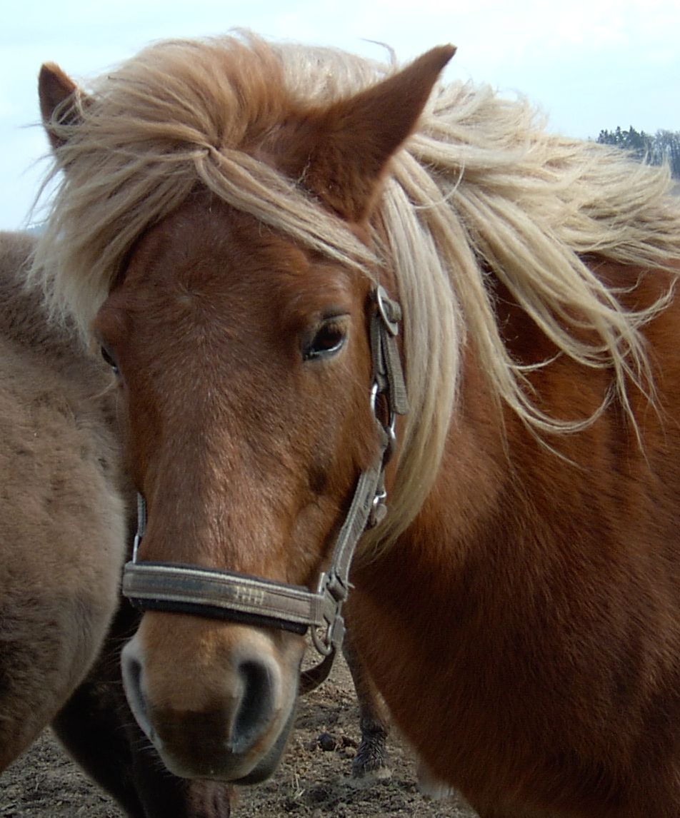 Jezdecký pony