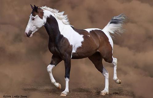 paint horse.