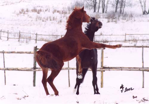 Pony