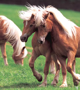 Haflinger